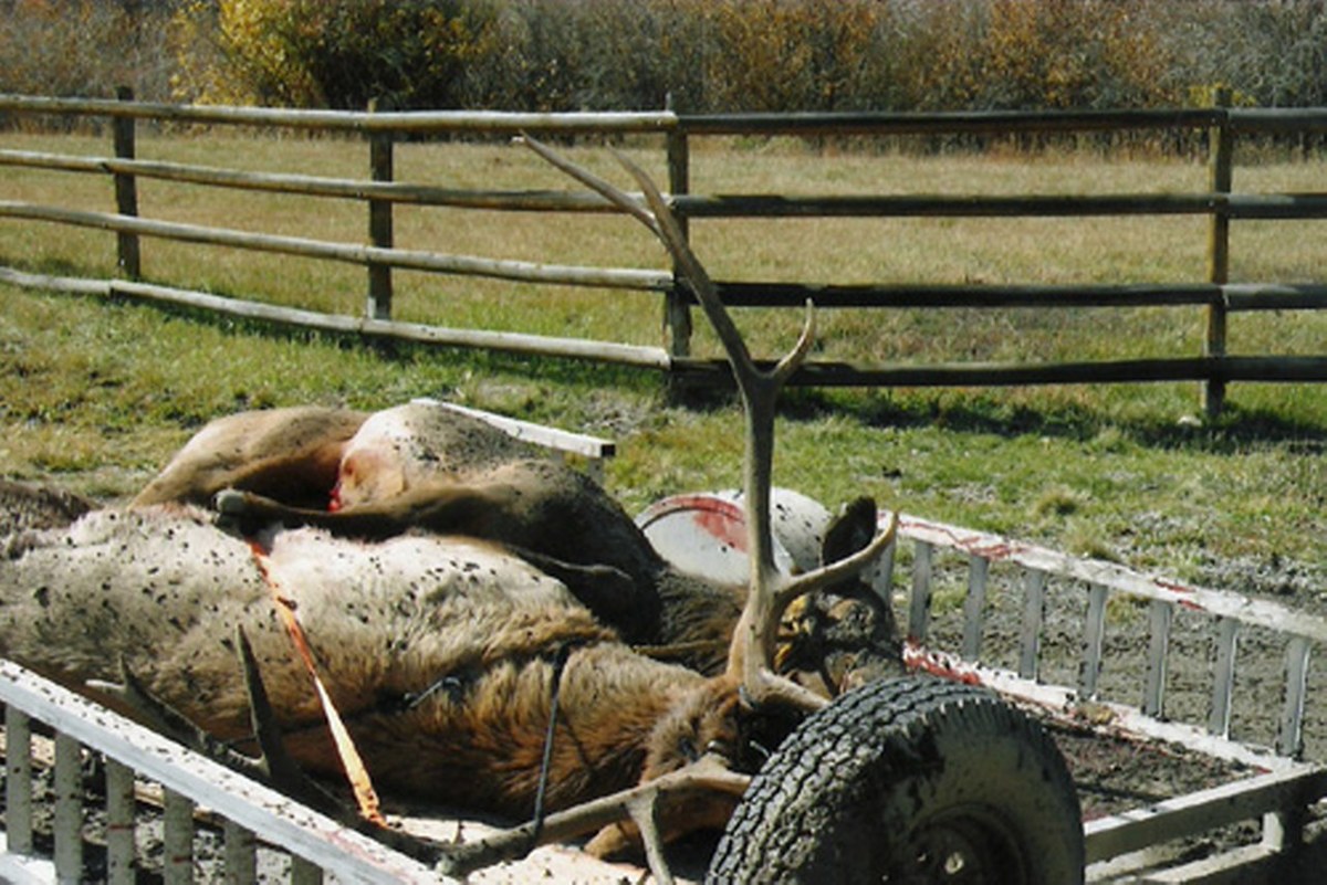 Elk Horn Ranch 13