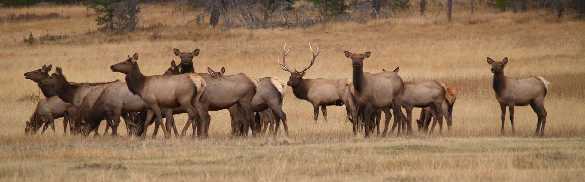 Elk Hunting Leases in Colorado