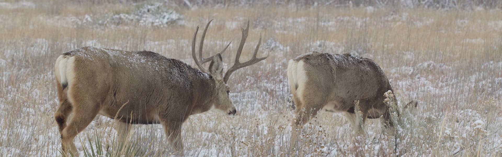 DIY Mule Deer Hunting In Colorado